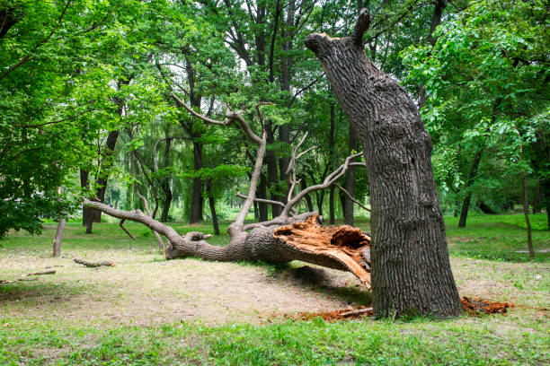 How Our Tree Care Process Works  in  Arthurtown, SC