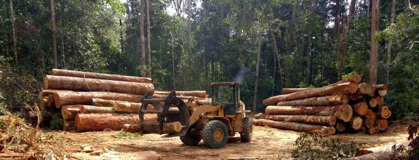 Best Tree Preservation Services  in Arthurtown, SC