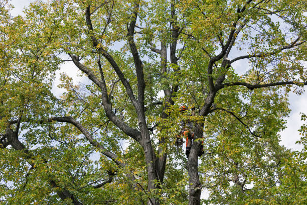 Best Tree Disease Treatment  in Arthurtown, SC